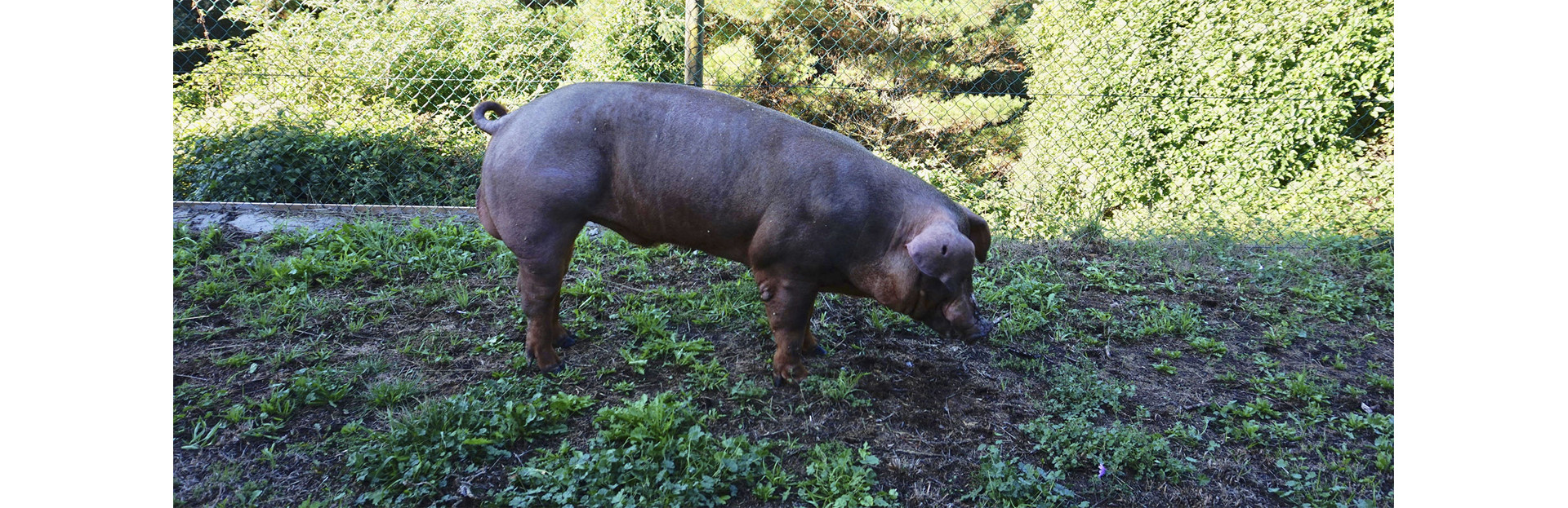 Programa voluntario para controlar el etiquetado de Duroc